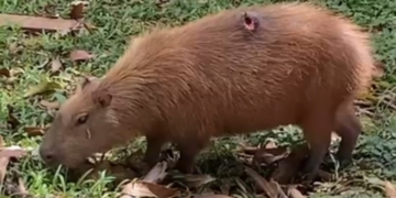 Capivara com ferimento profundo é vista perto da Ponte Estaiada em Piracicaba