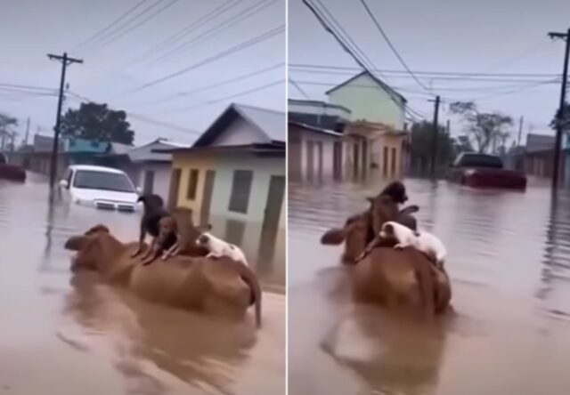 Vídeo de vaca salvando cães em enchente é falso e foi criado por IA