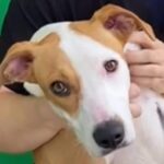 Após ser adotada, cadela foge em Piracicaba; família pede ajuda para encontrá-la