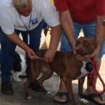 Em falta no país, vacinação antirrábica em cães e gatos é realizada mediante agendamento pelo CCZ