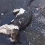 Morre gato encontrado abandonado agonizando dentro de saco em Piracicaba