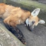 Lobo-guará morre atropelado em rodovia que liga Piracicaba a Rio Claro