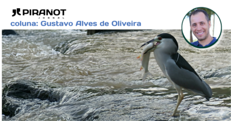 ESTREIA | Gustavo Alves de Oliveira: “Conheça as aves que fazem o Rio Piracicaba pulsar”
