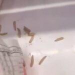 Vídeo flagra mortadela com larvas em mercado de Piracicaba e revolta consumidores