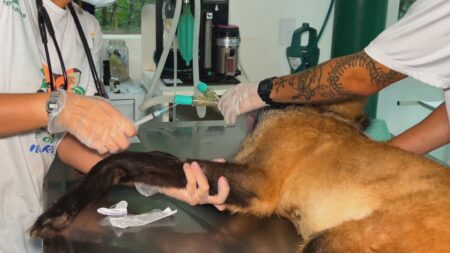 Sarna em animais silvestres dispara 700% no interior paulista