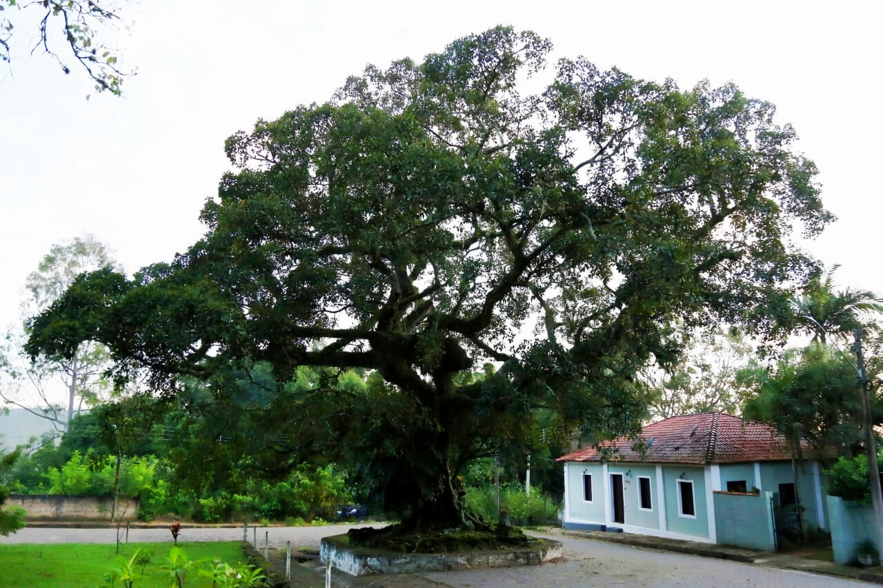 Casario e árvore centenária compõem a paisagem do distrito