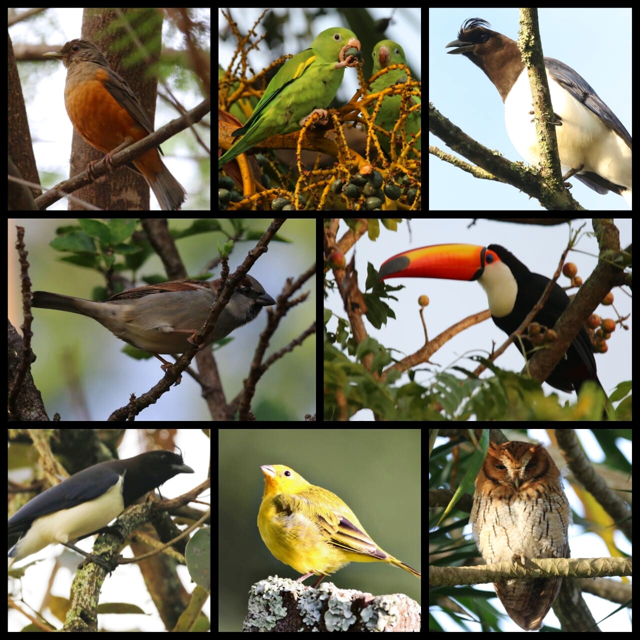 Aves registradas na região reforçam a diversidade ambiental de Itaqueri da Serra