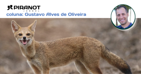 Gustavo Alves Oliveira: Híbrido raro entre raposa-do-campo e graxaim é flagrado em Piracicaba