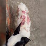 Cachorro debilitado e com lesões na pele é visto circulando em Piracicaba; moradores pedem ajuda