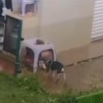 Cão é filmado amarrado sob chuva em residência de Piracicaba; tutora afirma que medida foi para evitar fuga