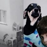 Cachorrinha abandonada e amarrada na chuva em Piracicaba tem um novo lar