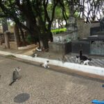 Justiça obriga Prefeitura de Piracicaba voltar a fornecer ração para gatos do Cemitério da Saudade