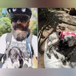 Cachorrinha resgatada por ciclista em Rio das Pedras ganha nome e um novo lar
