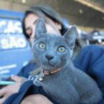 Mutirão para castração gratuita de cães e gatos segue até quarta-feira (3) em Piracicaba
