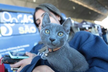 Mutirão para castração gratuita de cães e gatos segue até quarta-feira (3) em Piracicaba