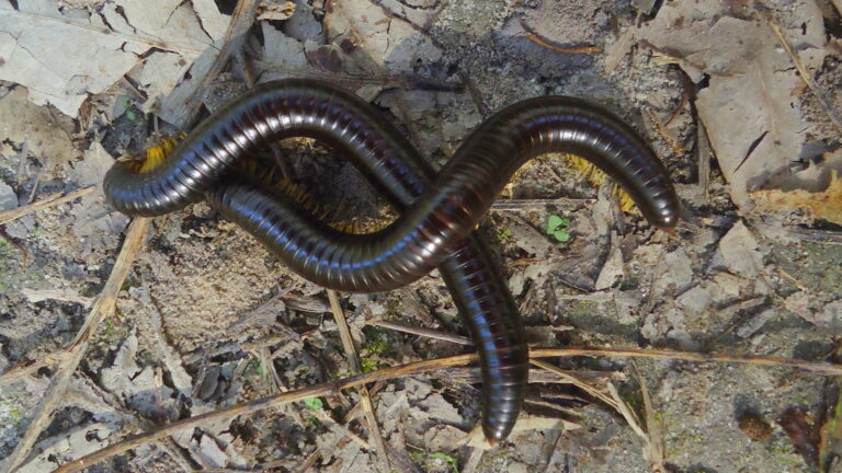 Mata Atlântica