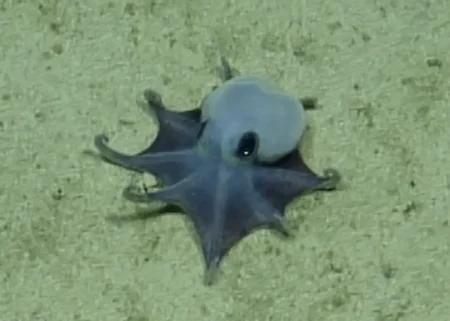 Polvo azul minúsculo é descoberto em águas profundas de Galápagos