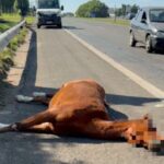 Cavalo morre após ser atropelado por caminhão em rodovia entre Piracicaba e Saltinho