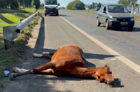 Cavalo morre após ser atropelado por caminhão em rodovia entre Piracicaba e Saltinho