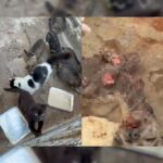Cachorra agonizando e ambiente insalubre levam à prisão de responsáveis por maus-tratos em Piracicaba