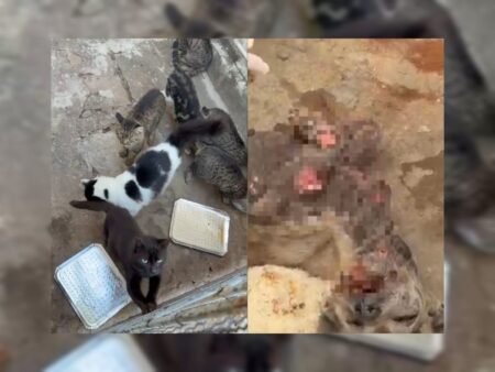 Cachorra agonizando e ambiente insalubre levam à prisão de responsáveis por maus-tratos em Piracicaba