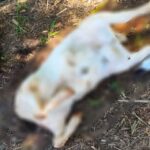 Moradores encontram corpos de bodes sem as cabeças na zona rural de Piracicaba