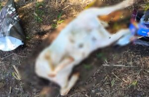 Moradores encontram corpos de bodes sem as cabeças na zona rural de Piracicaba