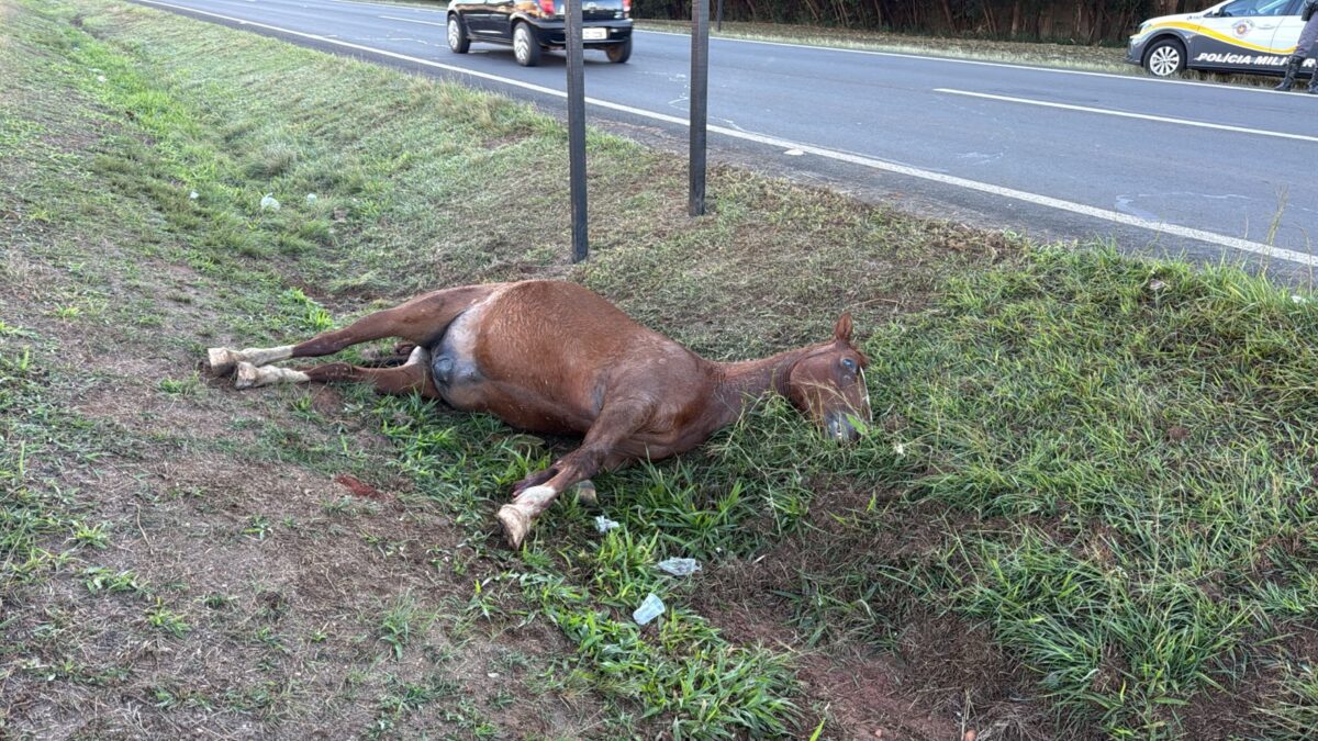 Cavalo morto no canteiro central da Rodovia Cornélio Pires após acidente com motociclista