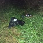 Encomendas descartadas na vegetação da zona rural