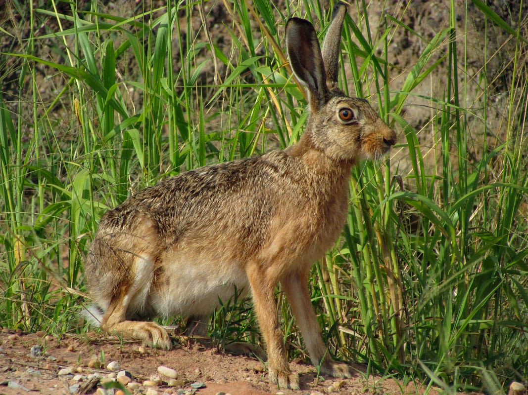 Lebre-europeia observada em área aberta