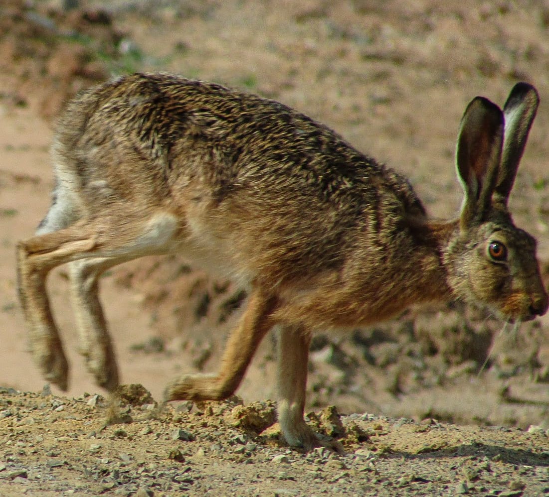 Lebre-europeia em habitat rural