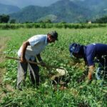Garantia-Safra paga R$ 1.200 a mais de 26 mil produtores em Alagoas