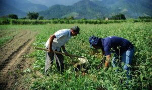 Garantia-Safra paga R$ 1.200 a mais de 26 mil produtores em Alagoas
