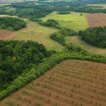 BNDES Florestas mira restauração e bioeconomia com crédito verde