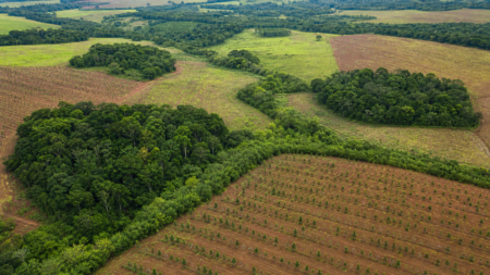 BNDES Florestas mira restauração e bioeconomia com crédito verde
