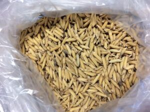 Arroz germinado da Embrapa concentra mais GABA e cozinha em menos tempo