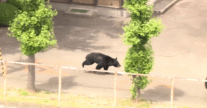 Urso fere 4 pessoas e mantém busca ativa em Fukushima
