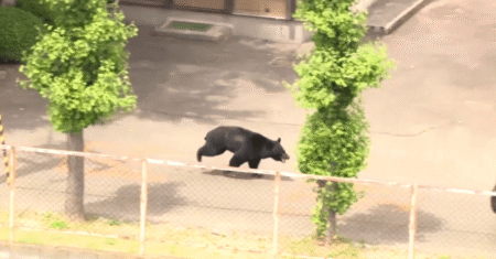 Urso fere 4 pessoas e mantém busca ativa em Fukushima