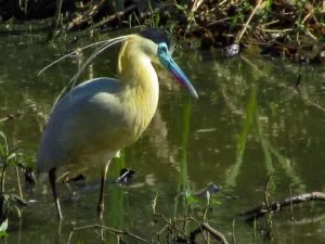 “Registro raro de garça-real chama atenção para a biodiversidade de Piracicaba”