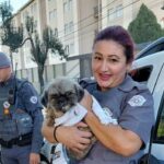 Polícia Militar e Guarda Civil resgatam cachorro preso em córrego em Piracicaba