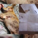 Após morte de cão idoso atropelado, clínica veterinária emociona família com homenagem em Piracicaba