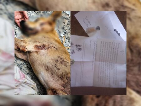 Após morte de cão idoso atropelado, clínica veterinária emociona família com homenagem em Piracicaba