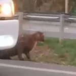 Onça-parda é atropelada em rodovia entre Piracicaba e Saltinho
