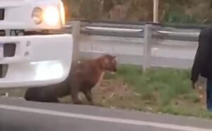 Onça-parda é atropelada em rodovia entre Piracicaba e Saltinho