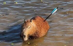 Capivara encontrada com flecha cravada no corpo morre após ser socorrida