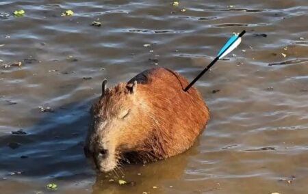 Capivara encontrada com flecha cravada no corpo morre após ser socorrida
