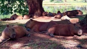 Piracicaba contrata empresa para manejo de capivaras no Parque da Rua do Porto e diminuir casos de febre amarela