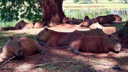 Piracicaba contrata empresa para manejo de capivaras no Parque da Rua do Porto e diminuir casos de febre amarela