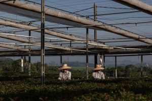 Suzano compra 51% da Arbex por R$ 6,7 bi e entra no controle de fertilizantes