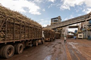Etanol fica mais barato em SP enquanto área de cana cresce 3% no Centro-Sul